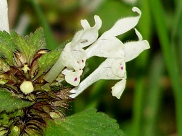 Lamium bifidum / Falsa-Ortica bifida